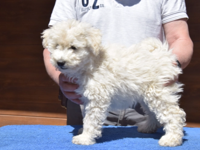 Perros Puli en venta
